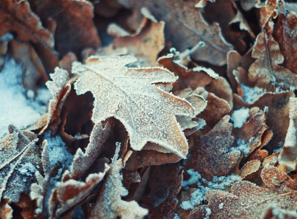 folhas de carvalho com geada deitada na neve
 - Foto, Imagem