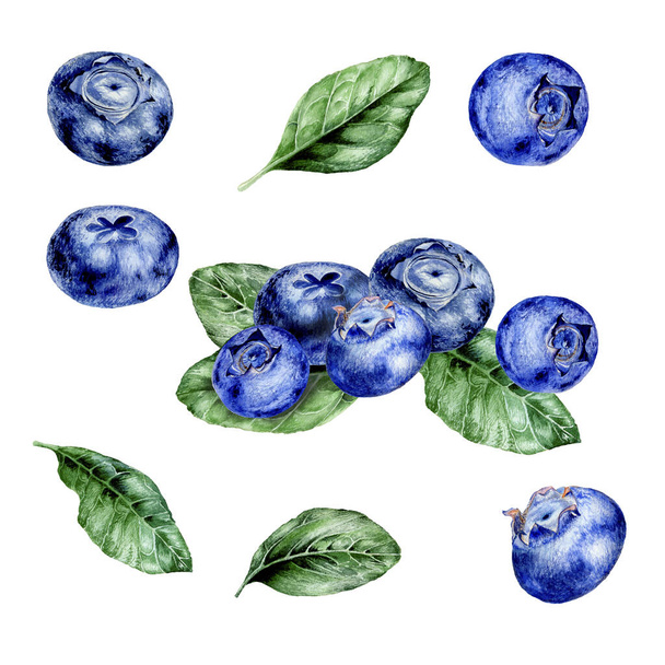 Blueberries set. Botanical watercolor illustration. Isolated on a white background. Design set for deserts, jam, juice, Suite for textile or restaurant menu - Fotografie, Obrázek