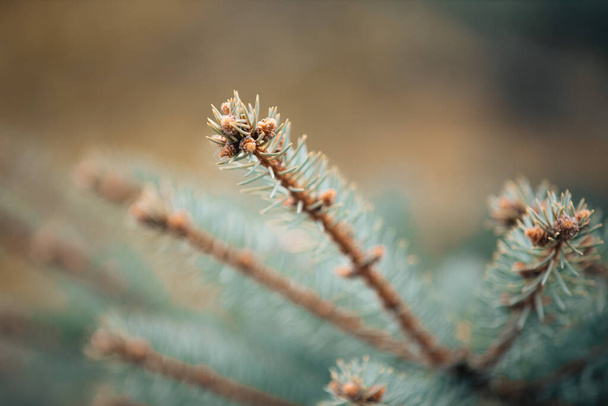 A closeup of blue spruce tree branches in a garden with a blurry background - Foto, immagini