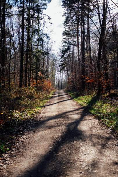 Pionowe ujęcie brudnej drogi w środku lasu w autumn. - Zdjęcie, obraz
