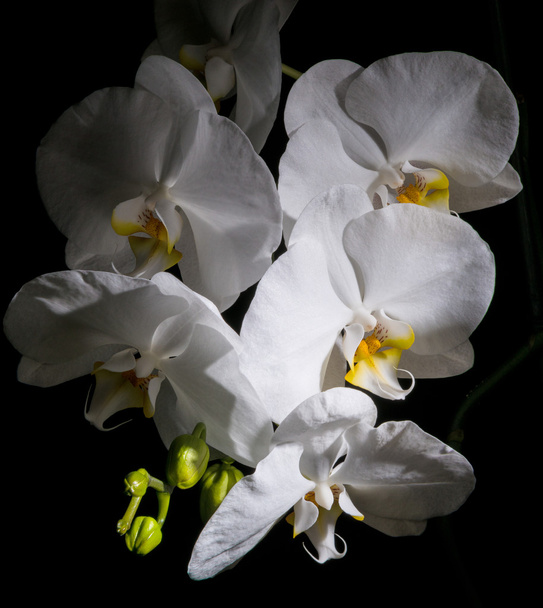  weiße schöne Orchidee - Foto, Bild