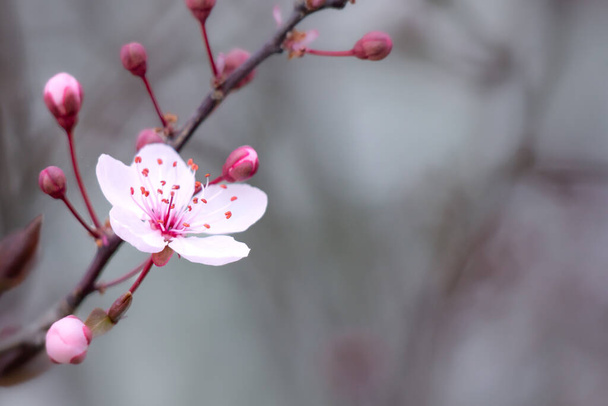 A closeup shot of cherry blossoms on blurry background - Zdjęcie, obraz