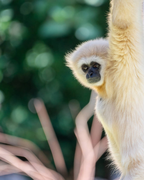 A vertical shot of a little white monkey with blurred trees on the background - Фото, зображення