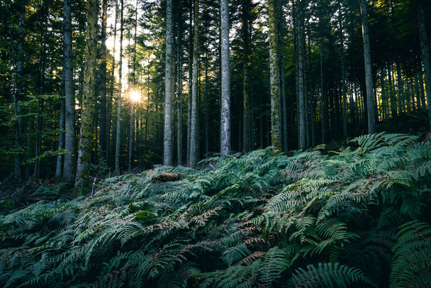 A beautiful shot of fern plants growing in a forest full of tall trees in the spring. - Foto, Imagen