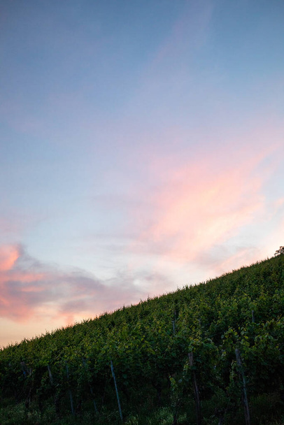 A vertical shot of a vineyard under the colorful cloudy skies - Fotó, kép
