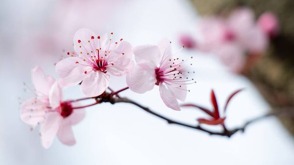 A closeup shot of cherry blossoms on blurry background - Φωτογραφία, εικόνα