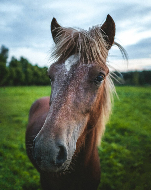 Horse welcoming you to the farm - Foto, afbeelding