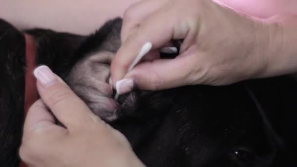 Vrouw handen schone oren van huisdieren hond met behulp van wattenstaafje - Video