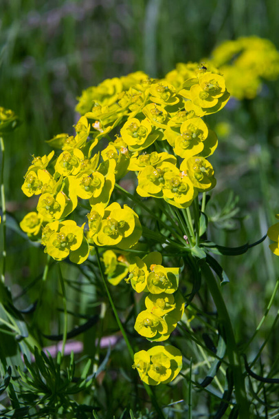 Весняні еуфорбійські циклоси, кипарисові квіти крупним планом селективний фокус
. - Фото, зображення