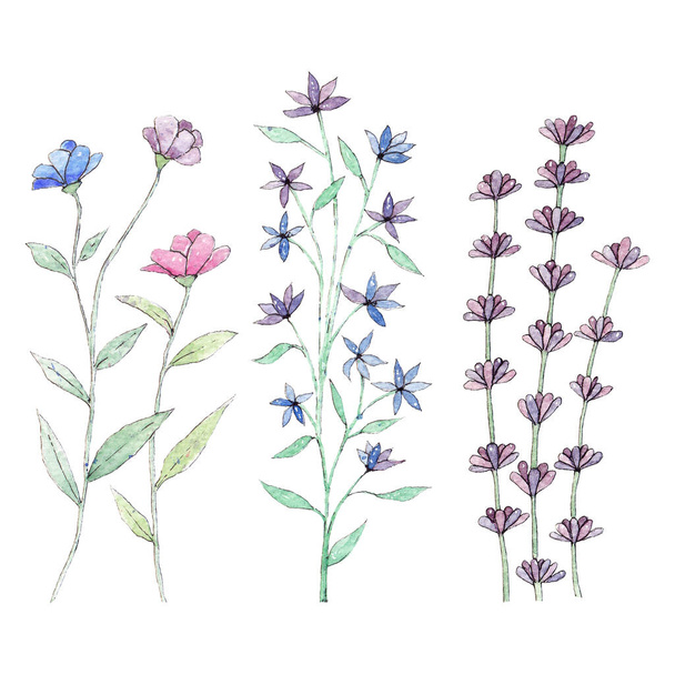 A beautiful drawing of three different flowers - Фото, зображення