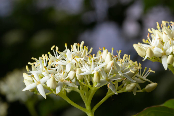 Cornus sanguinea - rode dogwood plant in bloem en vol blad. Cornus drummondii, met kleine witte bloemen. Bloeiende struik van Cornus controversa in de voorjaarstuin. - Foto, afbeelding