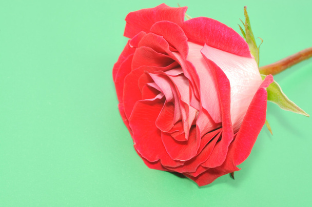 Red rose - Foto, Imagen
