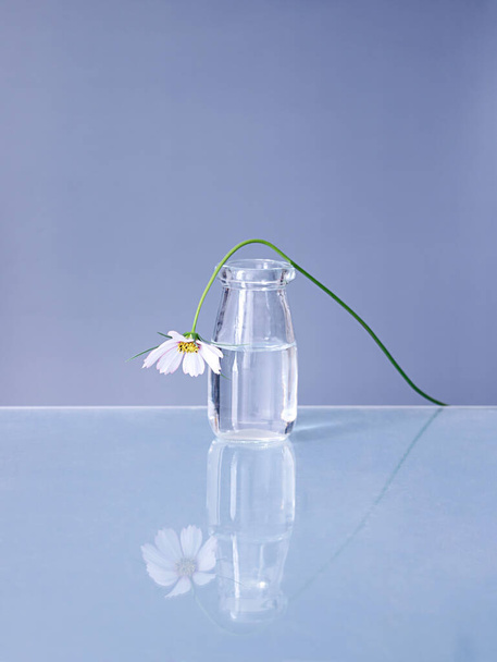 A beautiful shot of a cosmos flower on a glass vase - Фото, изображение