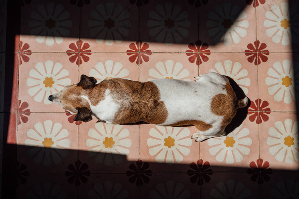 Top view from above of the dog Jack Russell terrier lies on the floor of decorative tiles with floral patterns (pink, red, white) in a strip of sunlight. sunbathing, relaxing. Summer time siesta - Valokuva, kuva