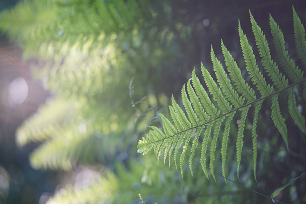 A selective focus shot of fern leaves in the forest - Valokuva, kuva
