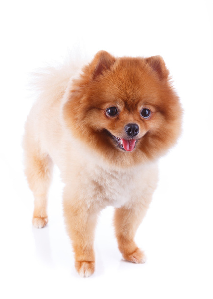 pomeranian dog brown short hair - Photo, Image