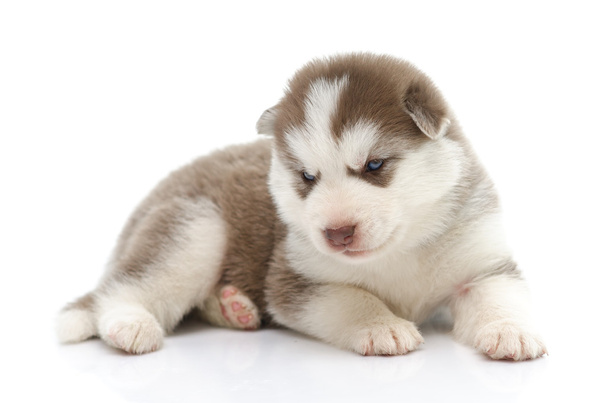 lindo cachorro husky siberiano sobre fondo blanco - Foto, imagen