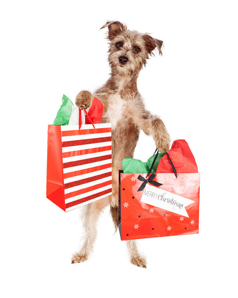 Perro Terrier llevando regalos de Navidad
 - Foto, Imagen