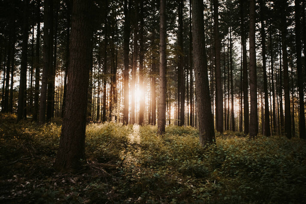 Una vista mozzafiato di una misteriosa foresta oscura alla luce del giorno - Foto, immagini
