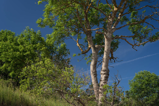 BAUM - Grüne Natur vor blauem Himmel - Foto, Bild
