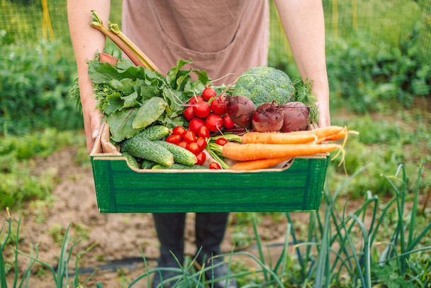 Agricultor orgánico cosechando verduras orgánicas frescas y coloridas en su granja - Foto, Imagen