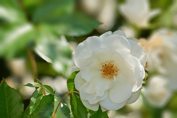 Primo piano di una singola rosa bianca che cresce in un arboreto. Cespuglio fiorito in un parco esterno su uno sfondo sfocato. Fioriture stagionali in un giardino botanico. Piante legnose coltivate in giardino. - Foto, immagini