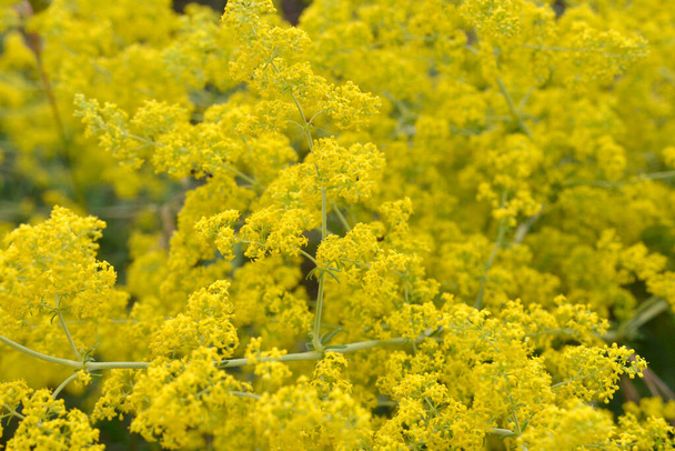Yellow Lady's bedstraw (galium verum) selective focus and diffused background, this branched perennial is found in dry grasslands, growing wild in Macedonia. - Photo, Image