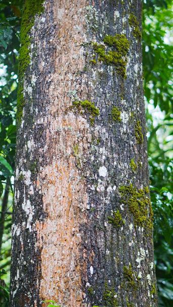 un gran pino que tiene décadas de antigüedad con musgo verde en su gran tronco - Foto, imagen