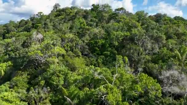 Amazon River bij Amazon Rainforest. Het grootste tropische regenwoud ter wereld. Manaus Brazilië. Amazonegebied ecosysteem. Natuur wild leven landschap. Vermindering van de broeikasgasemissies. Amazone rivier wilde dieren. - Video