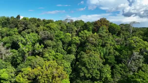 アマゾンの森のアマゾン川。世界の有名な熱帯林。マナウス・ブラジル。アマゾンの生態系。自然の野生生物の風景。ソリモアマゾン川のバイオーム。アマゾンのライフスタイル. - 映像、動画