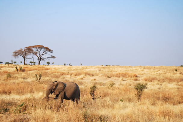 Een dag van safari in Tanzania - Afrika - olifanten - Foto, afbeelding