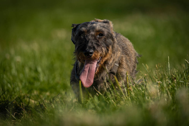 春の色で緑の牧草地でバッジャー犬素敵な夜 - 写真・画像