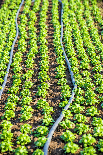 καλλιέργεια της σαλάτας πεδίο - Φωτογραφία, εικόνα