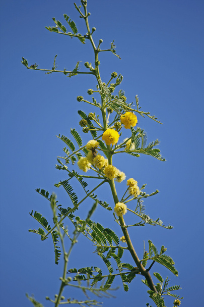 Blüten von Vachellia nilotica, Akazie nilotica, babhul tree, ind - Foto, Bild
