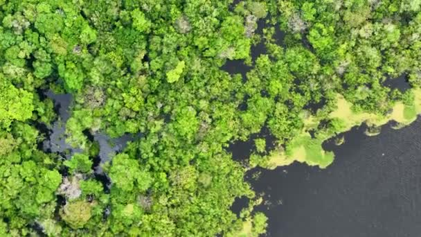 Río Amazonas en la selva amazónica. El famoso bosque tropical del mundo. Manaus Brasil. Ecosistema amazónico. Naturaleza vida silvestre paisaje. Bioma del río Amazonas Solimoes. Estilo de vida Amazon. - Imágenes, Vídeo