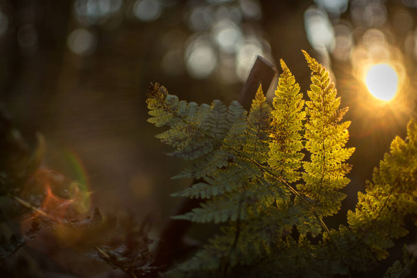 Stumbled upon this fern on the Mountains -to-Sea Trail near Craggy Gardens, NC. I got down low and saw the sunset in the background. Wasn't expecting to capture tiny packets of sun light coming through the fern's small serrated leaves! - Photo, Image