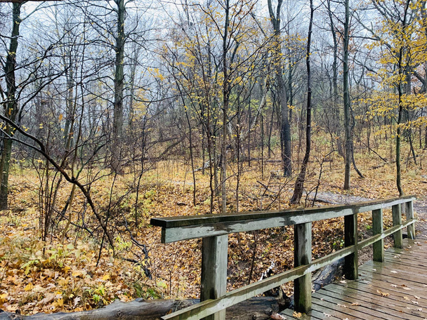 A fenced wet wooden bridge after the rain in the forest in autumn, Ontario, Canada - Фото, зображення