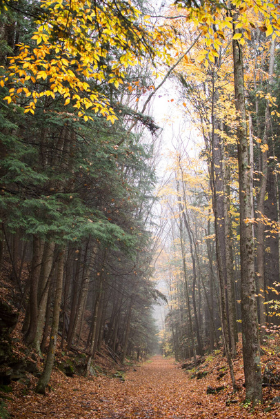 A vertical shot of forests in two different seasons with a dirt road in the middle - Фото, зображення