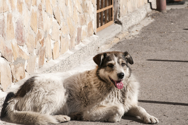 Уличная собака смешанной породы
 - Фото, изображение