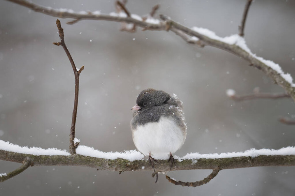 A Dark-eyed Junco (Junco hyemalis) perched on a tree branch in winter in Ohio - Foto, afbeelding