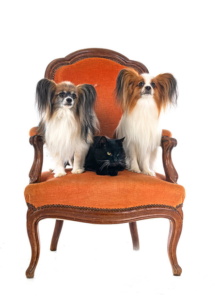 папіонові собаки і кіт перед білим тлом
 - Фото, зображення