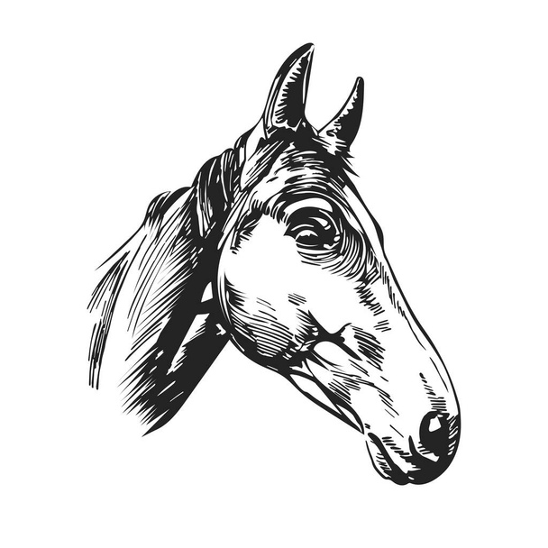 Hand drawn head horse. Art sketch for design. Vector illustration - Vector, Imagen