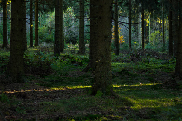 A beautiful view of green forest with trees shadow - Fotoğraf, Görsel