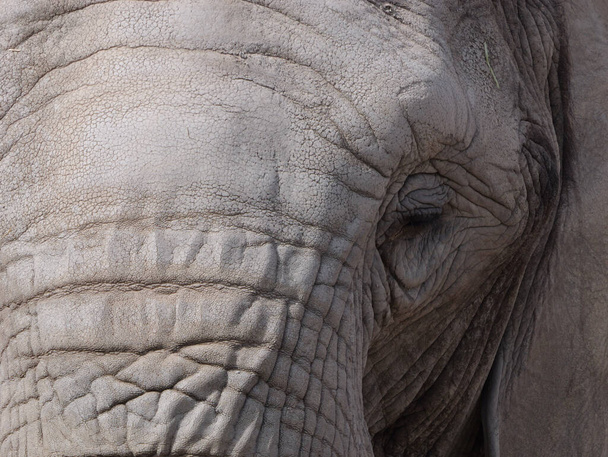 A closeup shot of an elephant's face - Φωτογραφία, εικόνα