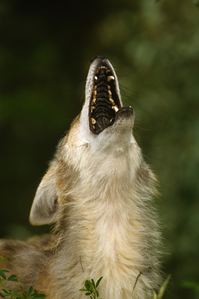 Wyjący wilk - Zdjęcie, obraz