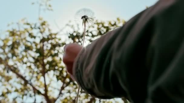 Closeup of a person holding a dandelion in the wind while standing in a park outdoors. Someone making a wish as fragile white dandelion seeds get blown away. Allergic to pollen or allergy free concept - Imágenes, Vídeo