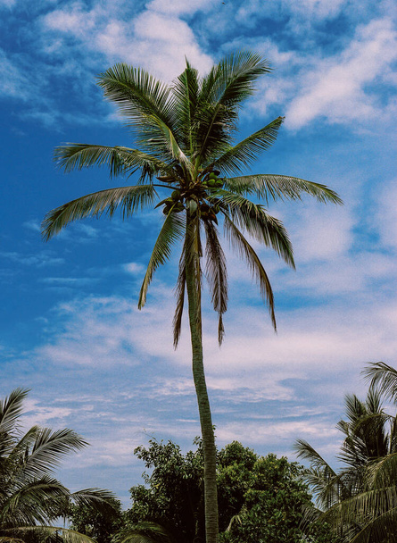 A vertical shot of a palm tree surrounded by greenery against the blue cloudy sky - Foto, afbeelding