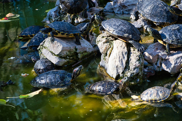 A group of adorable water turtles on rocks in a lake - 写真・画像