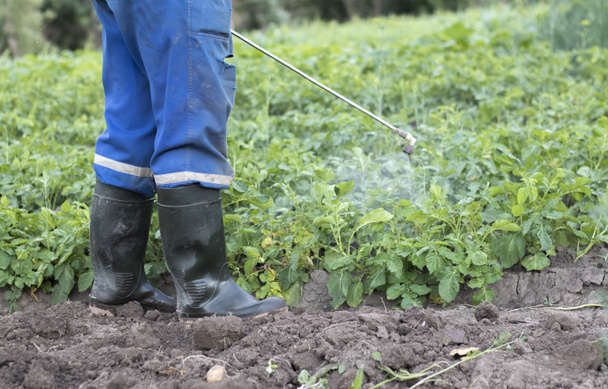 Ένας αγρότης που χρησιμοποιεί εντομοκτόνα στην πατατοκαλλιέργεια του. Η χρήση χημικών στη γεωργία. Καταπολέμηση μυκητιασικών λοιμώξεων και εντόμων. Ένας άνθρωπος ψεκάζει φυτοφάρμακα σε μια φυτεία πατάτας με ένα ψεκαστήρα χεριών - Φωτογραφία, εικόνα