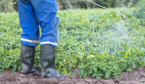 Фермер застосовує інсектициди до картоплі. Ноги людини в засобах індивідуального захисту для застосування пестицидів. Чоловік обприскує картопляні кущі розчином мідного сульфату
 - Фото, зображення